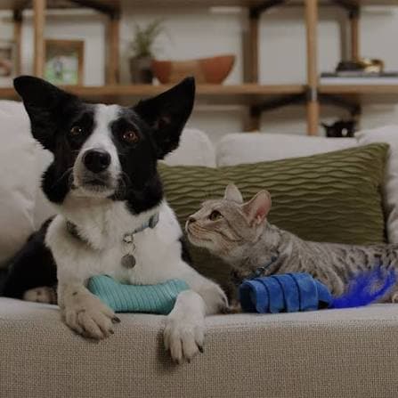 Essential Vaccinations Schedule for Puppies & Kittens